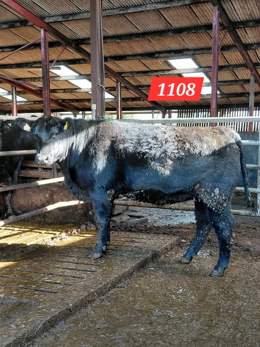 Coolcran Angus, Stylish Heifer, Tuesday 14th April - Image 1