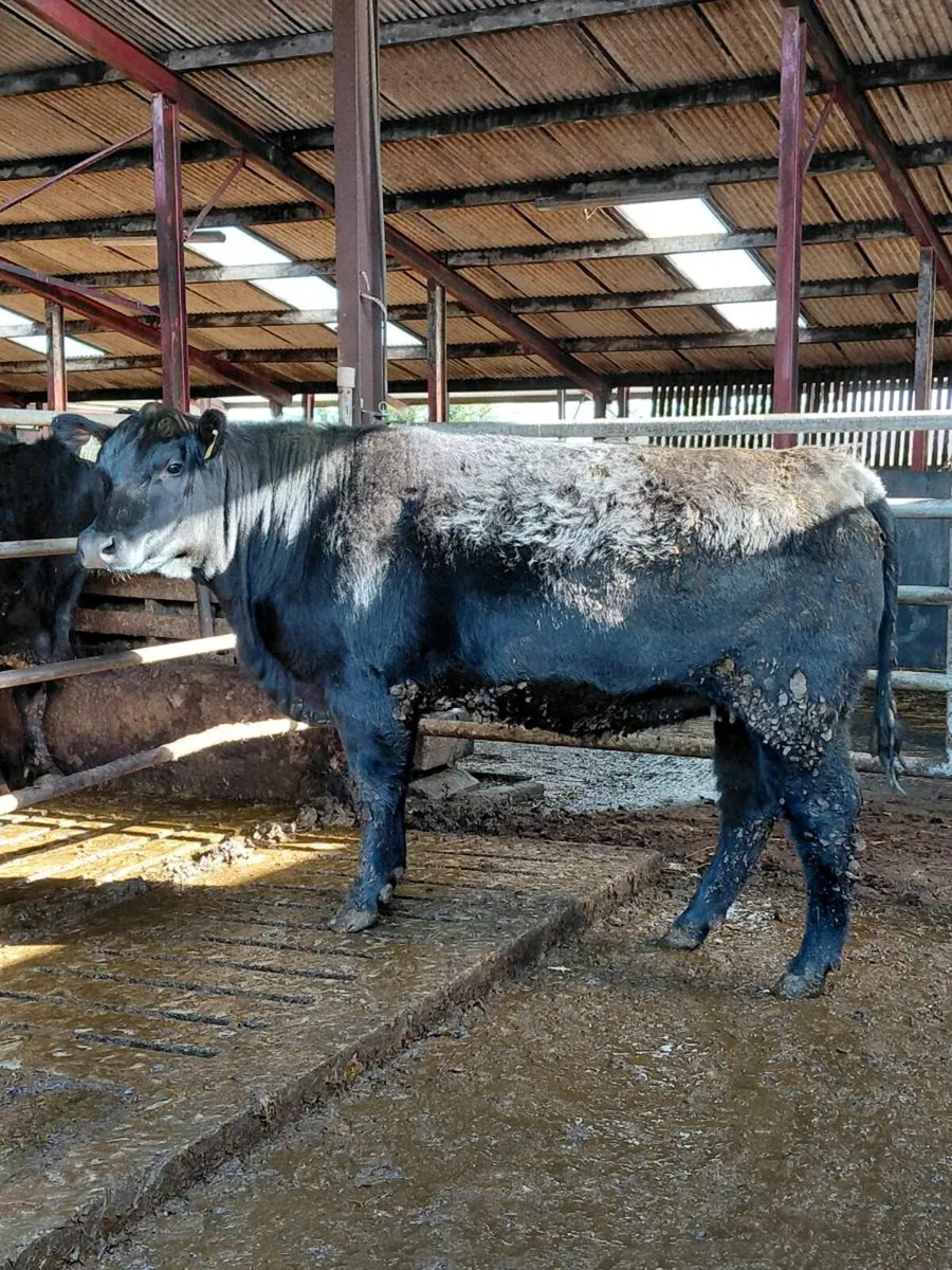 Coolcran Angus, Stylish Heifer, Tuesday 14th April - Image 2
