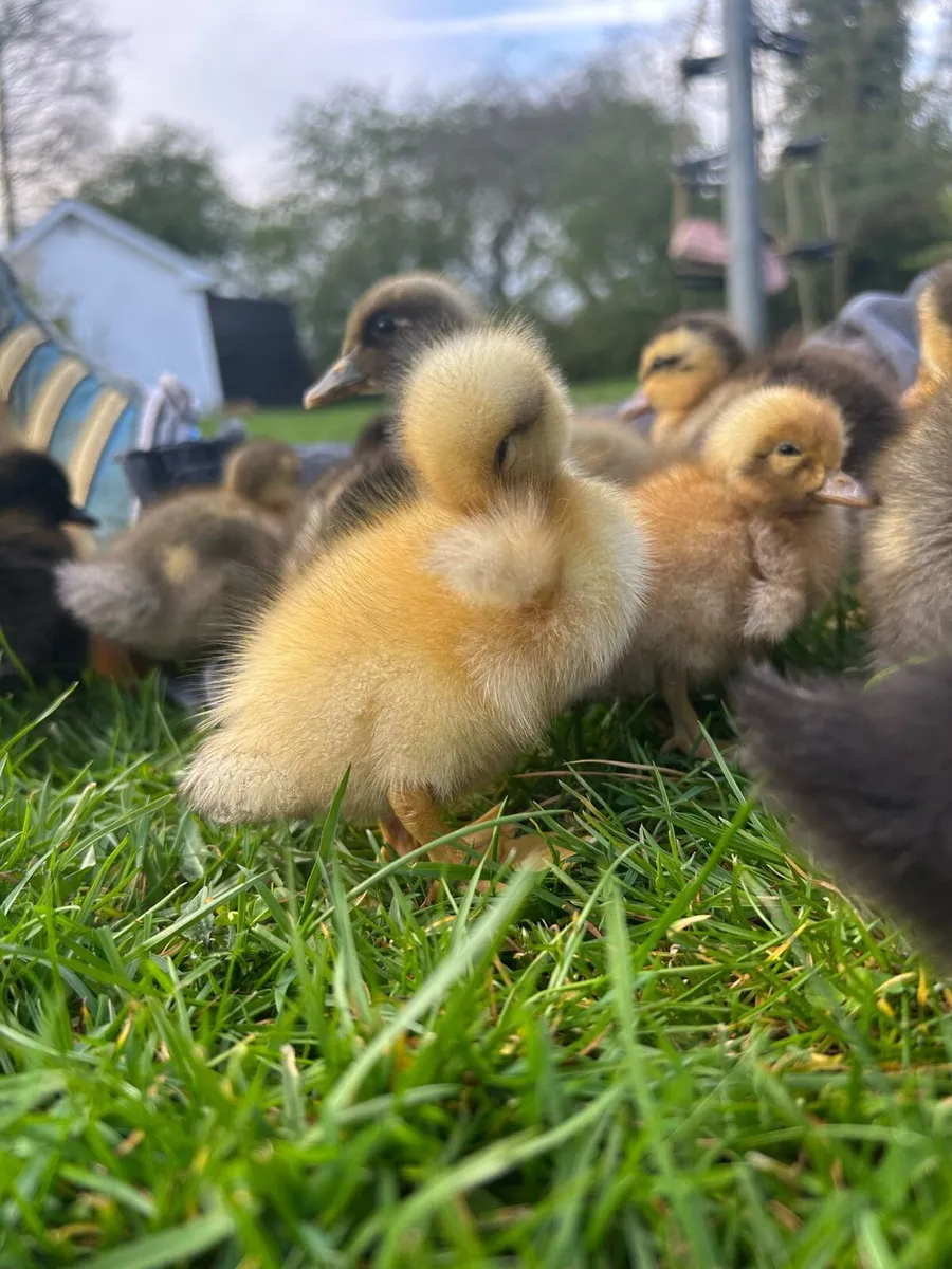 Ducklings - Image 1