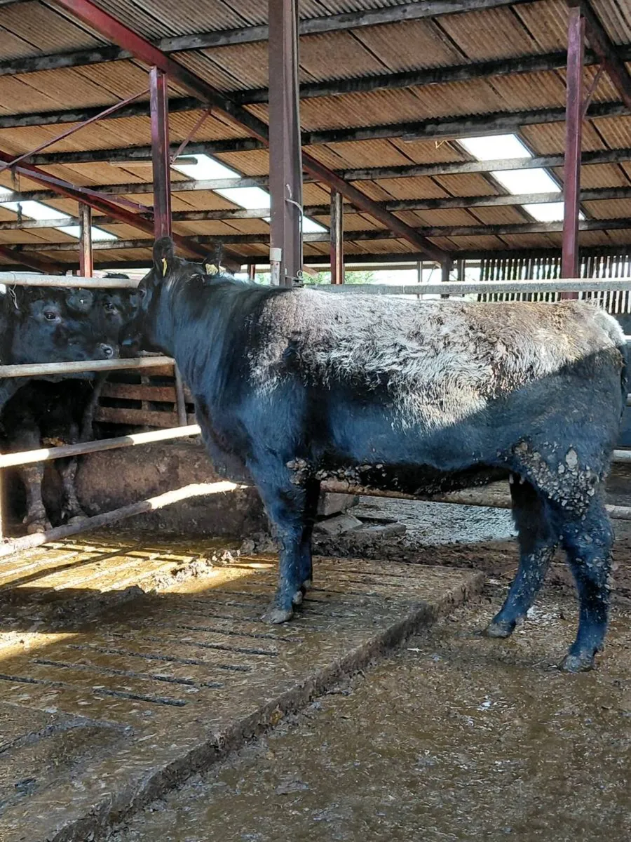 Coolcran Angus, Stylish Heifer, Tuesday 14th April - Image 3
