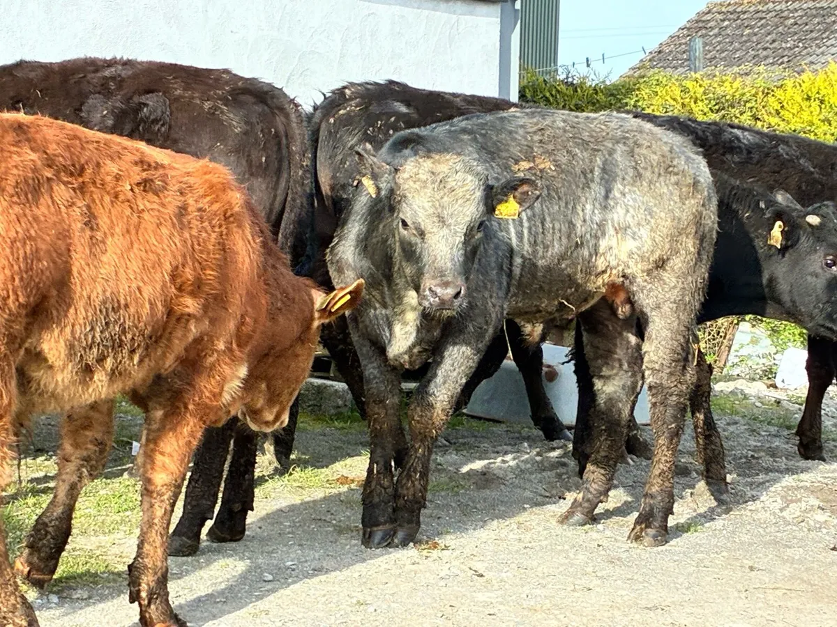 12 lovely continental bullocks for sale - Image 2