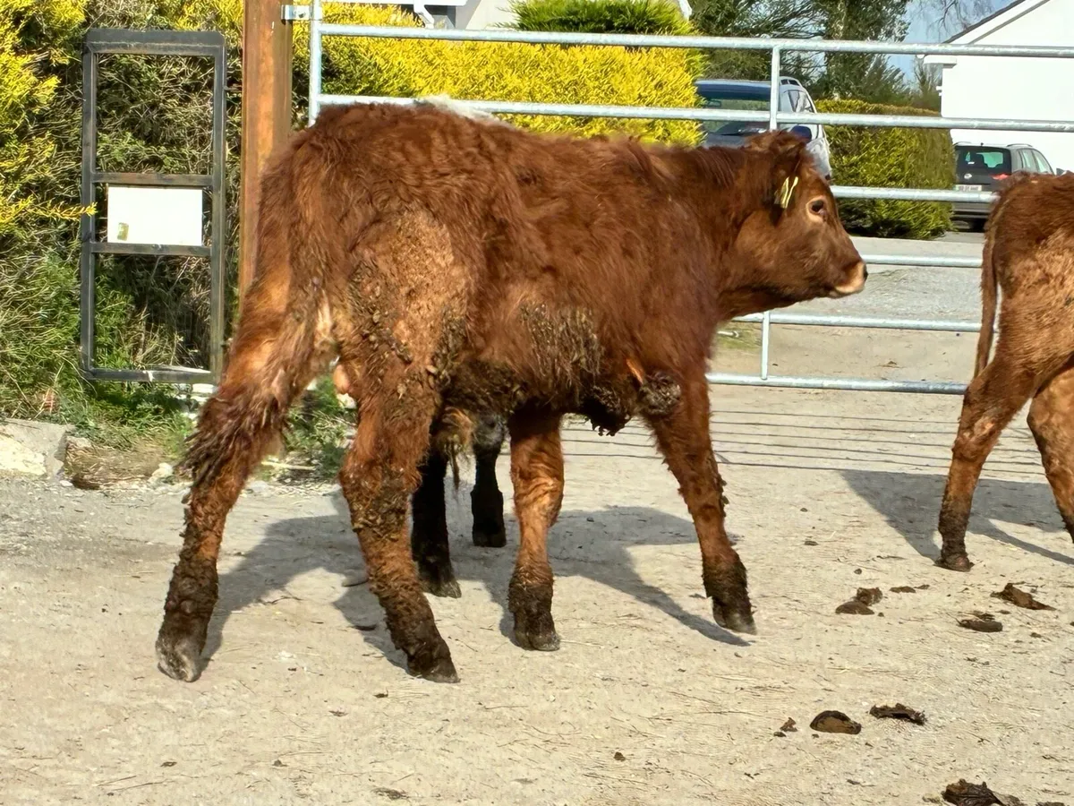 12 lovely continental bullocks for sale - Image 3