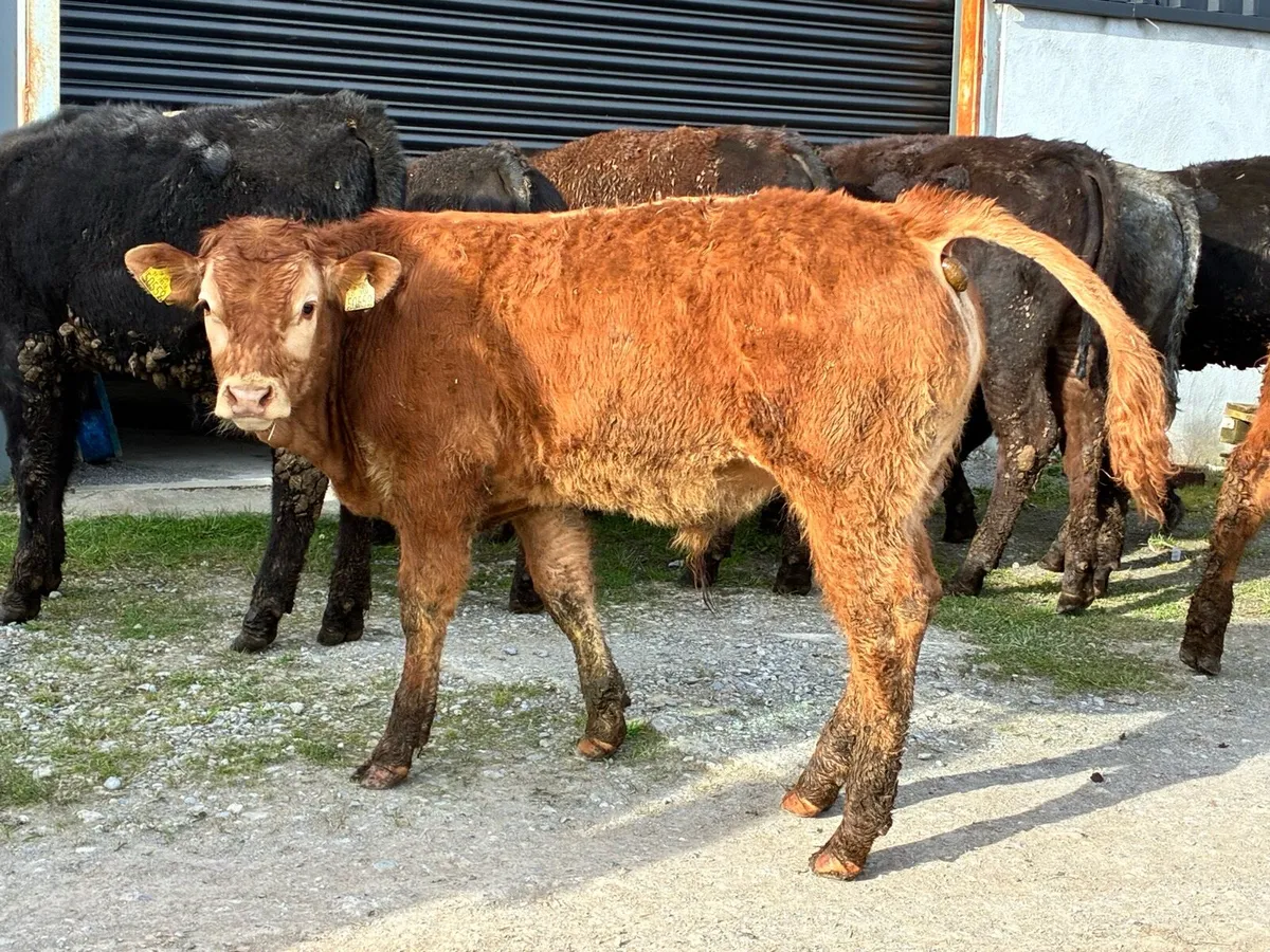 12 lovely continental bullocks for sale - Image 4