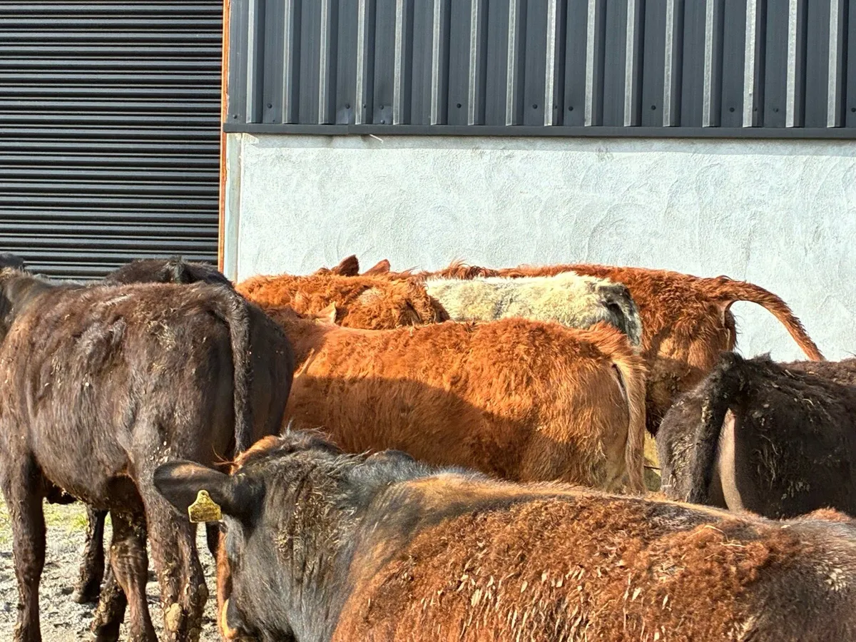 12 lovely continental bullocks for sale - Image 1