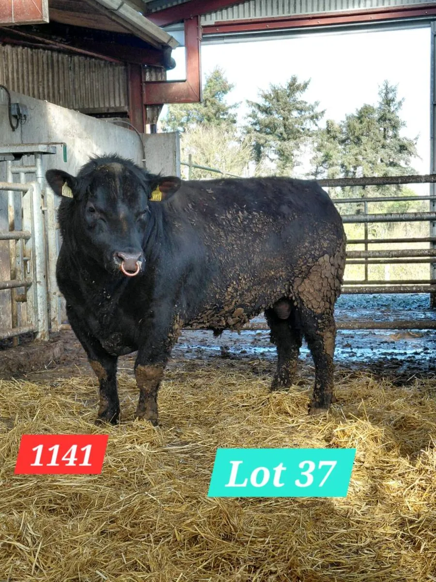 Coolcran Angus : Tuesday 14th April, Quality Bulls - Image 1