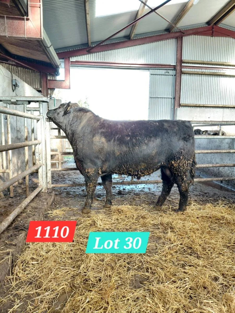 Coolcran Angus : Tuesday 14th April, Quality Bulls - Image 2