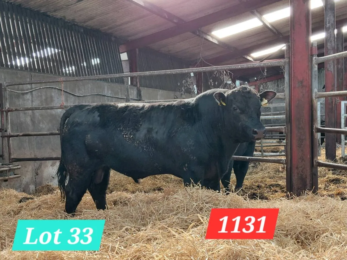 Coolcran Angus : Tuesday 14th April, Quality Bulls - Image 3
