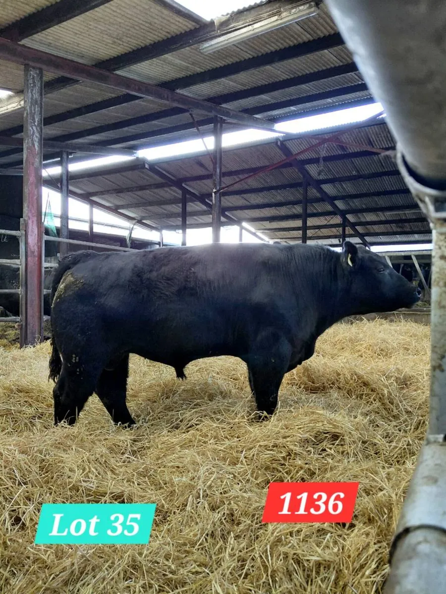 Coolcran Angus : Tuesday 14th April, Quality Bulls - Image 4