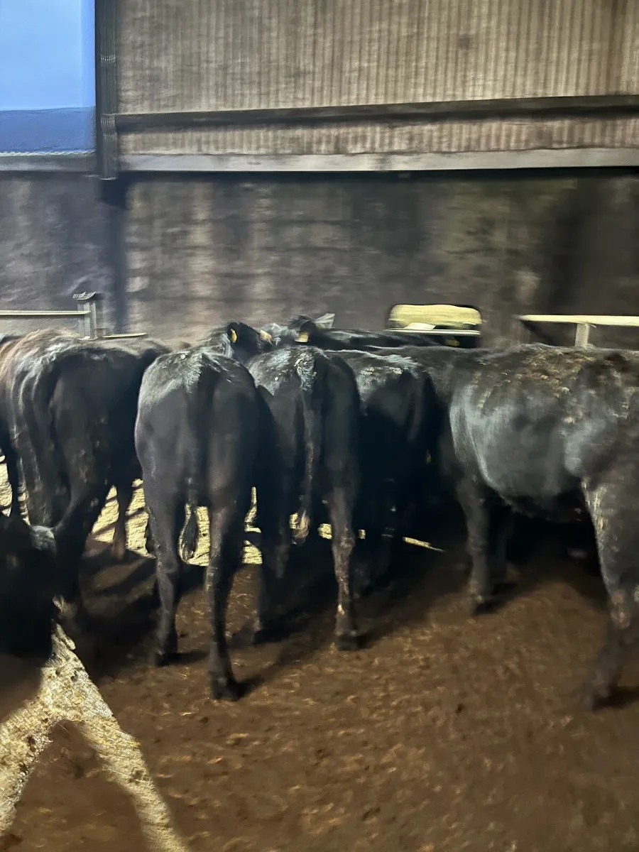 14 Angus heifers 320kg - Image 1