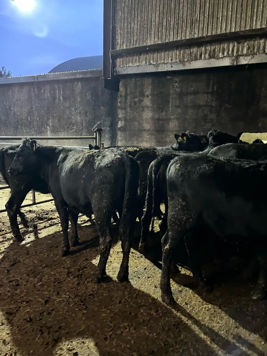 14 Angus heifers 320kg - Image 3