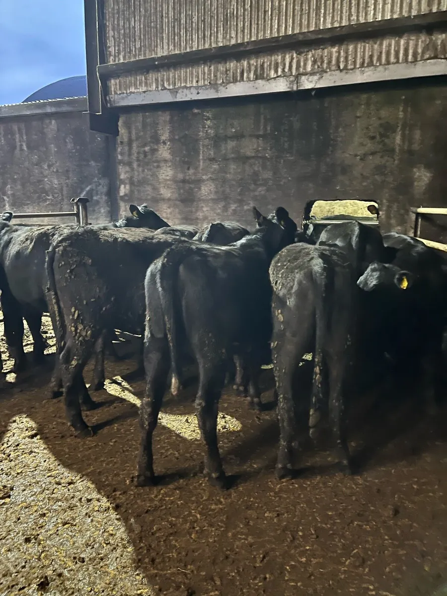 14 Angus heifers 320kg - Image 4