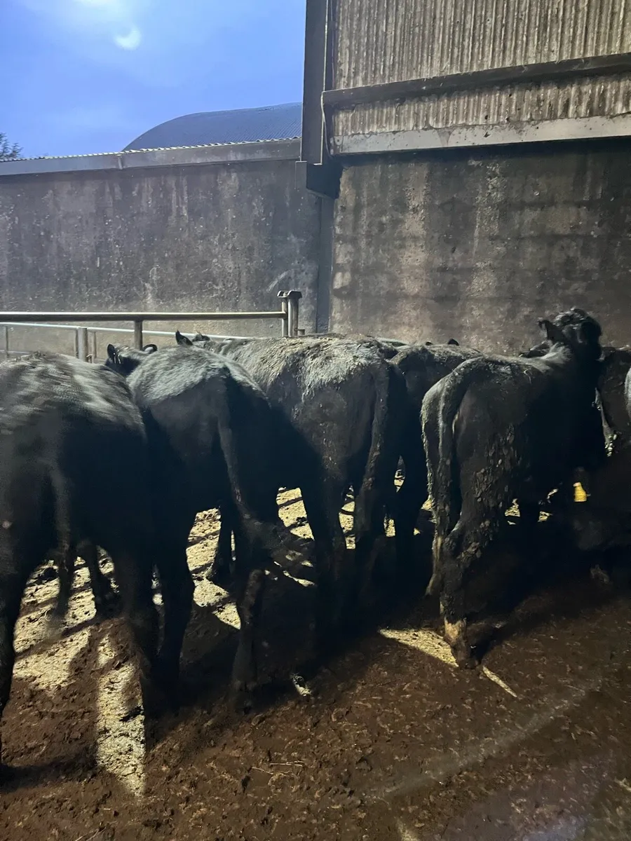14 Angus heifers 320kg - Image 2