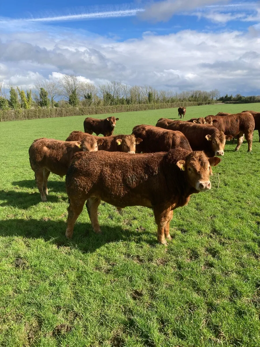 Limousin Bulls - Image 4