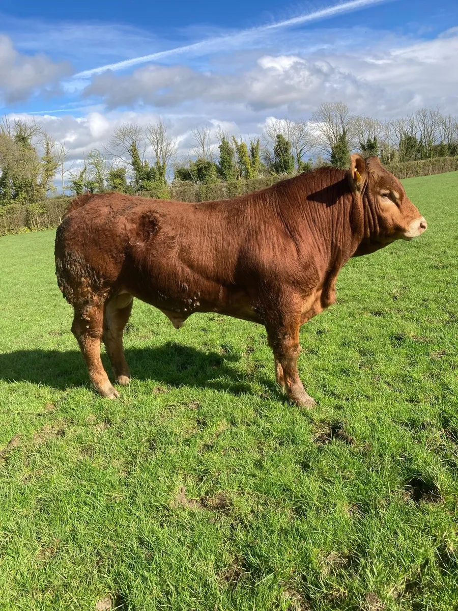 Limousin Bulls - Image 1