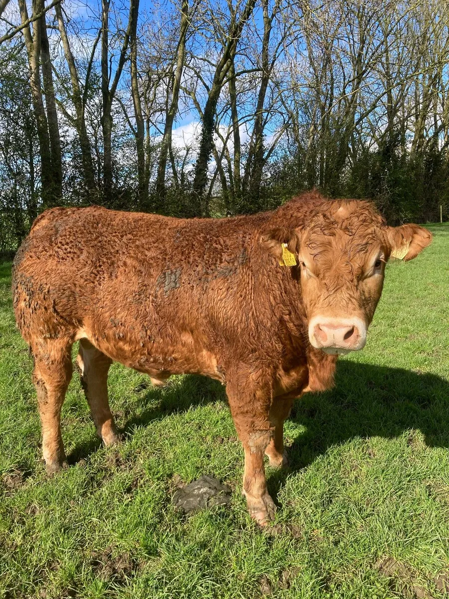 Limousin Bulls - Image 2