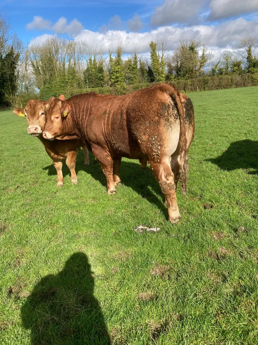 Limousin Bulls - Image 3