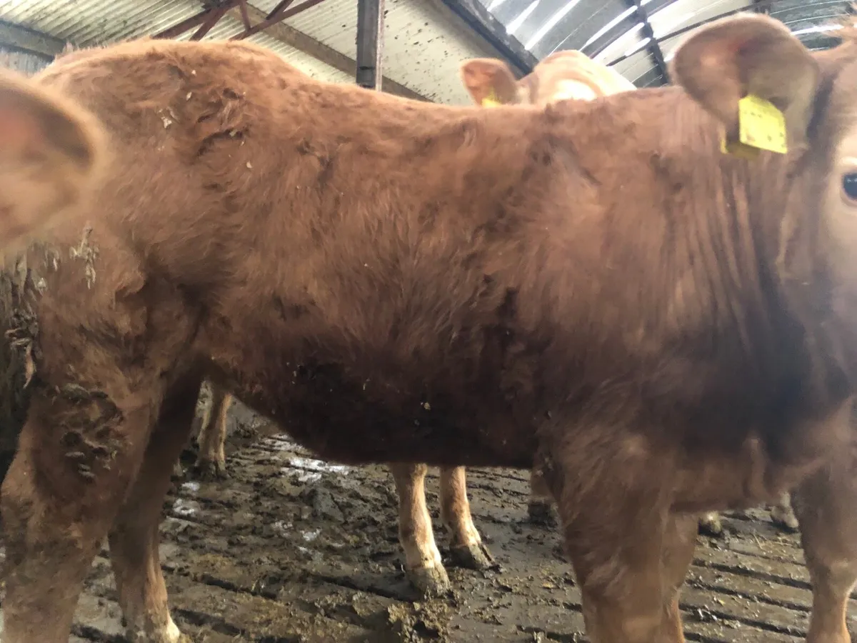 Limousin bulls - Image 3