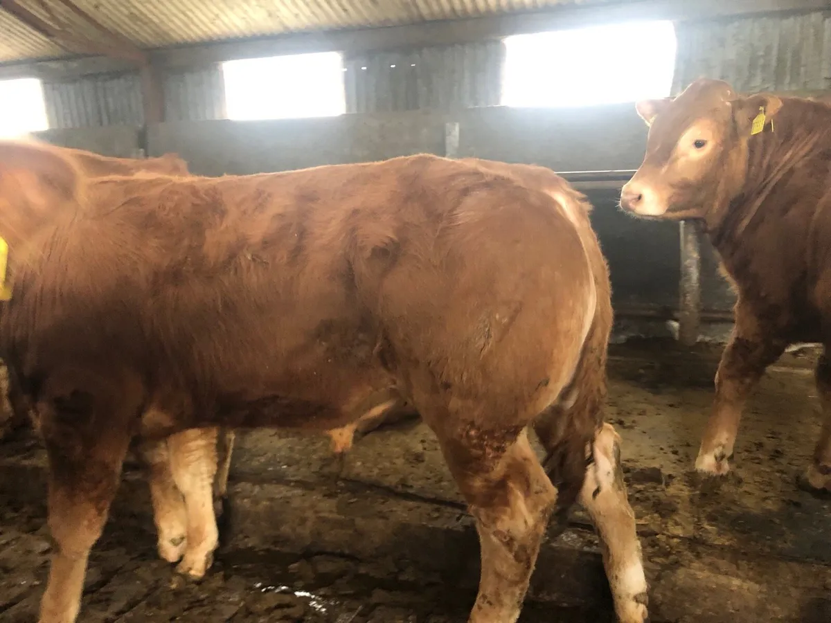 Limousin bulls - Image 4