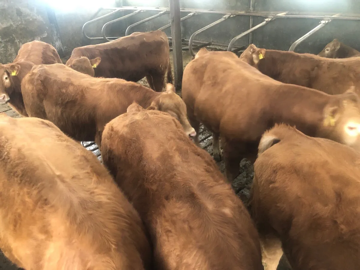 Limousin bulls - Image 1