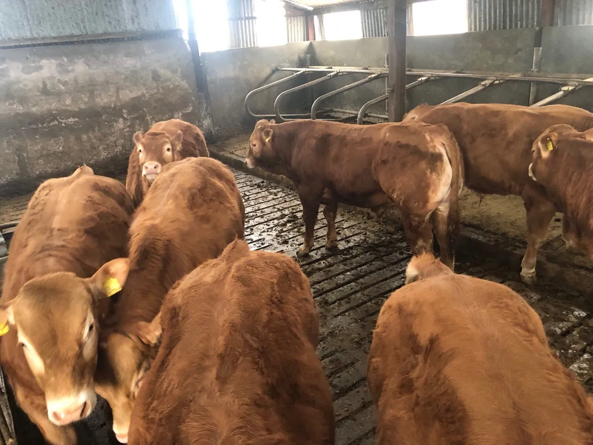 Limousin bulls - Image 2