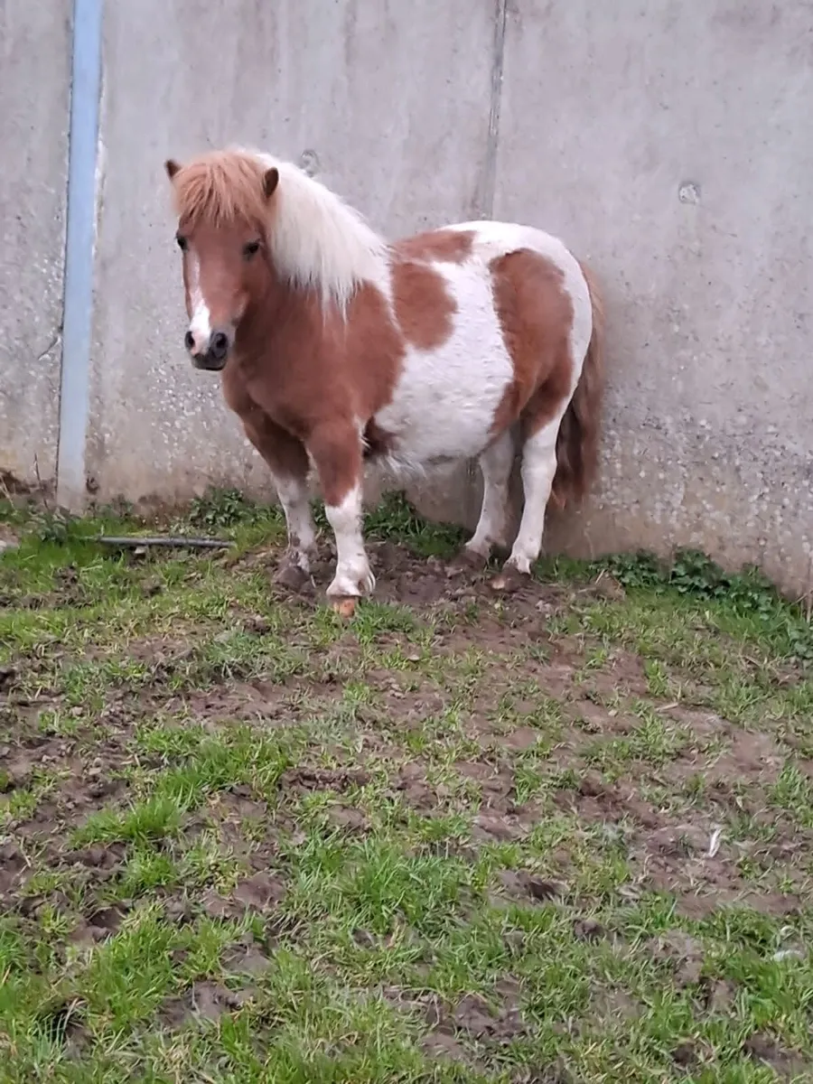 Shetland pony (mare) in foal - Image 1