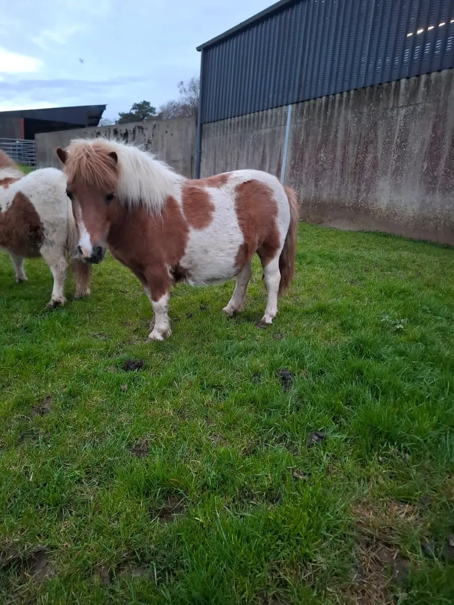 Shetland pony (mare) in foal - Image 2