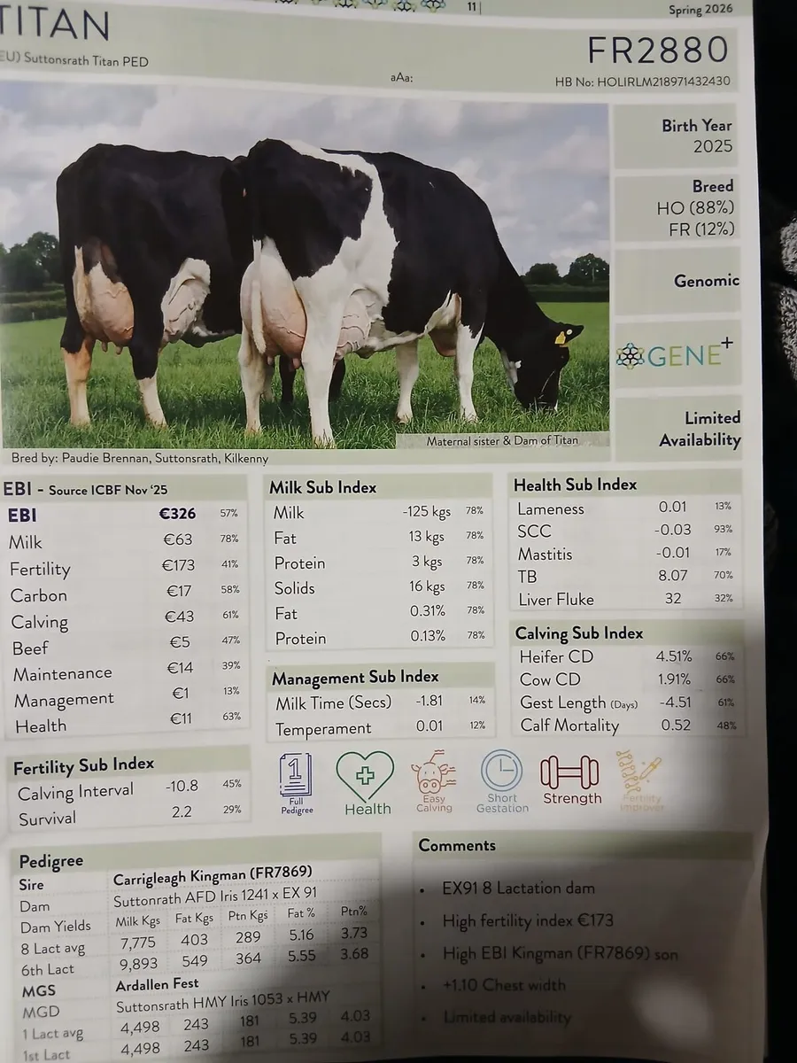 Pedigree Friesian Bulls - Image 2