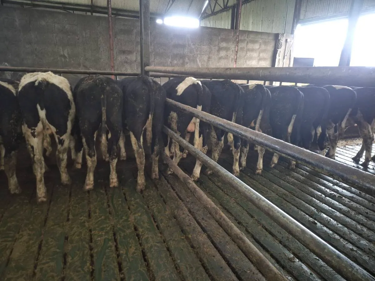 Pedigree Friesian Bulls - Image 1