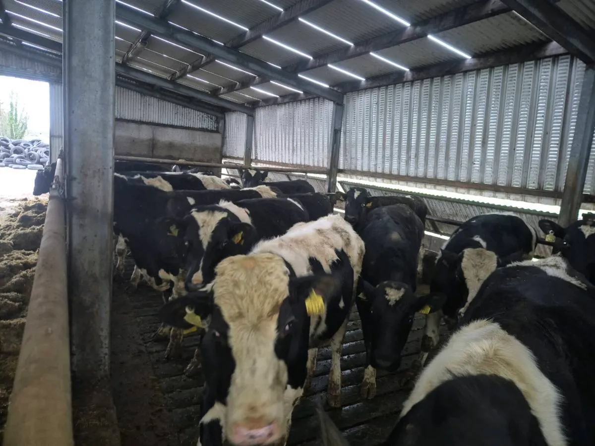 Pedigree Friesian Bulls - Image 3