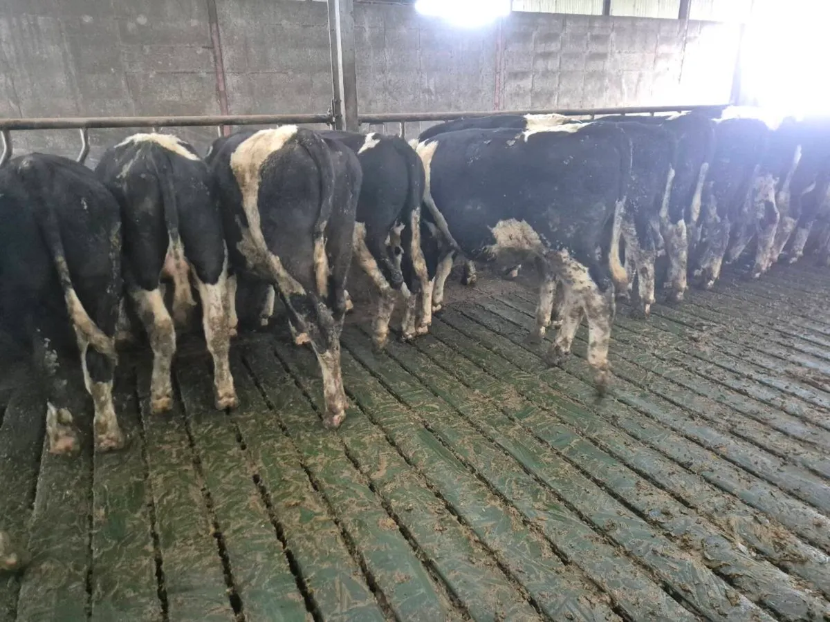 Pedigree Friesian Bulls - Image 4