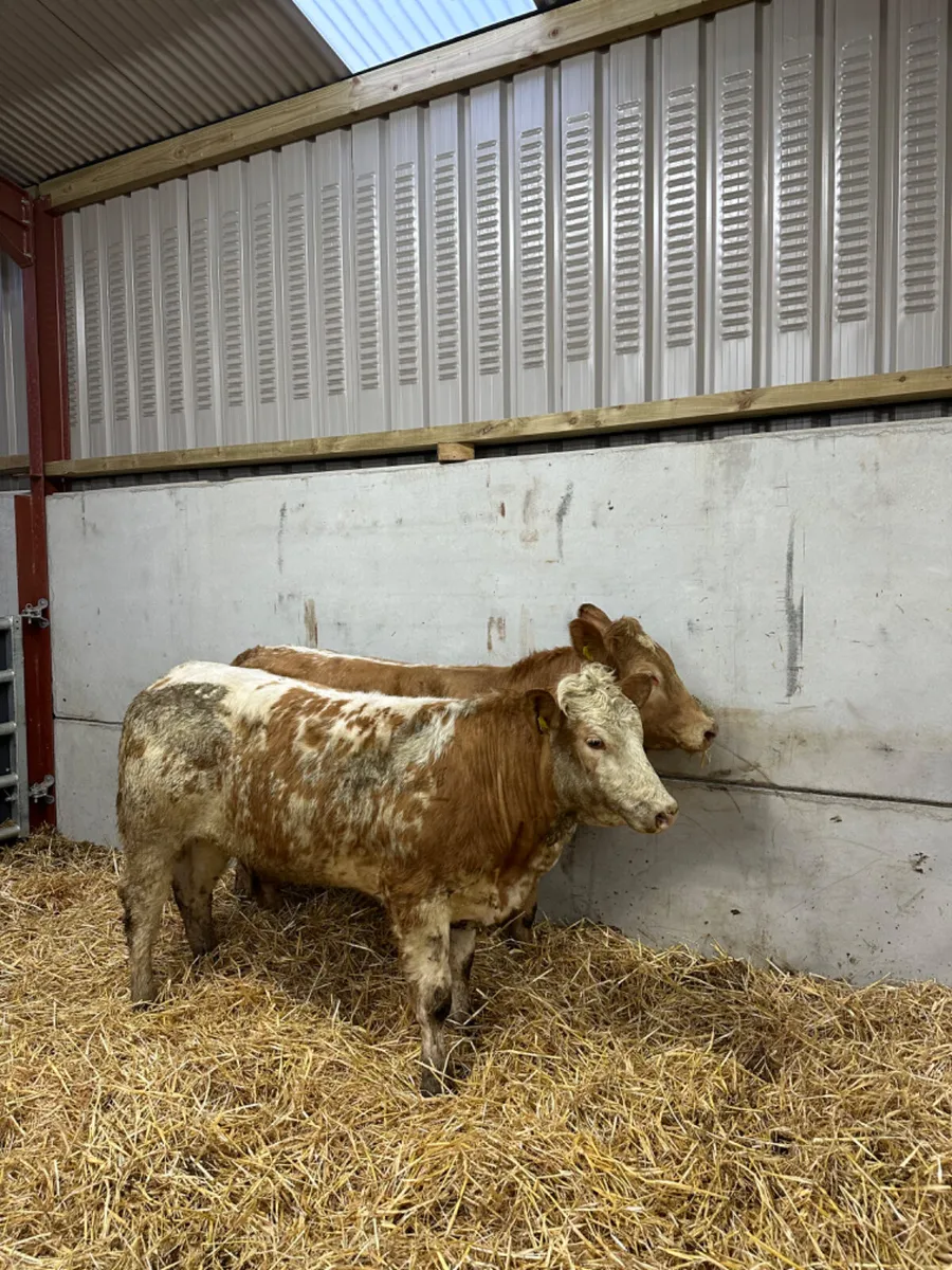 Roaned Charolais heifers - Image 1