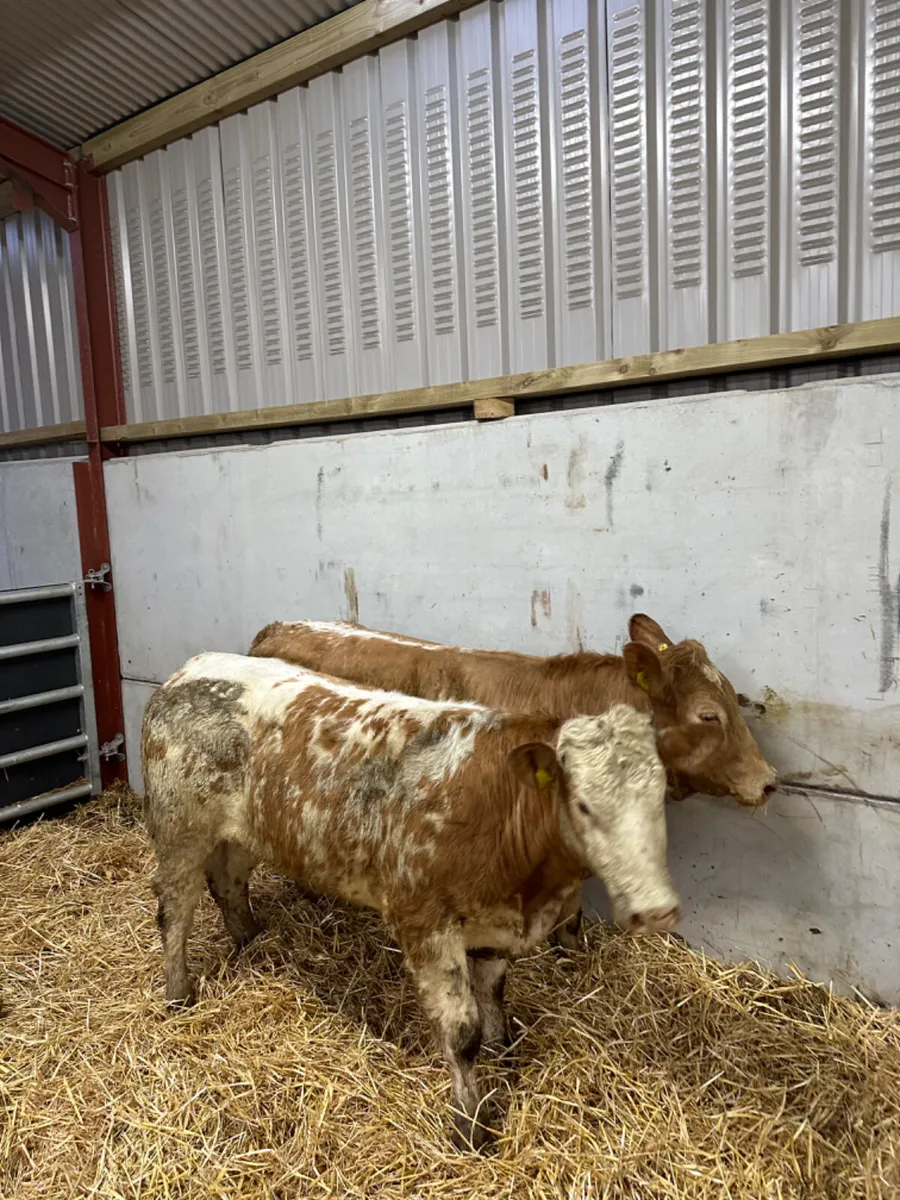 Roaned Charolais heifers - Image 4