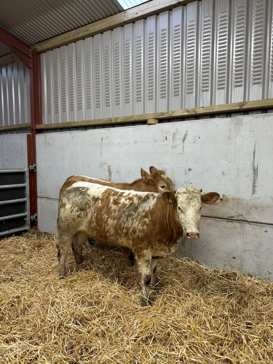 Roaned Charolais heifers - Image 2