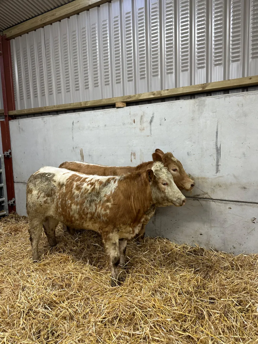 Roaned Charolais heifers - Image 3