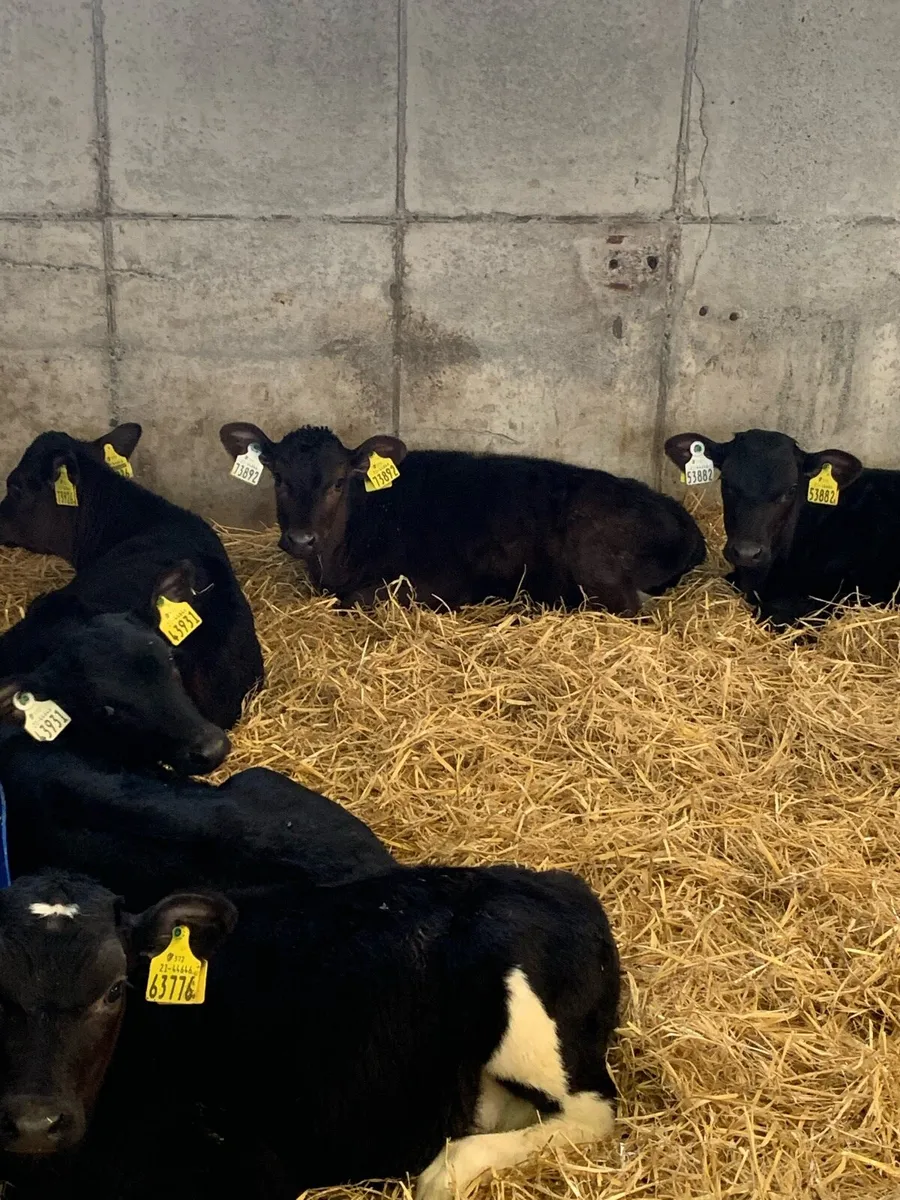 Dairy heifer calves - Image 3