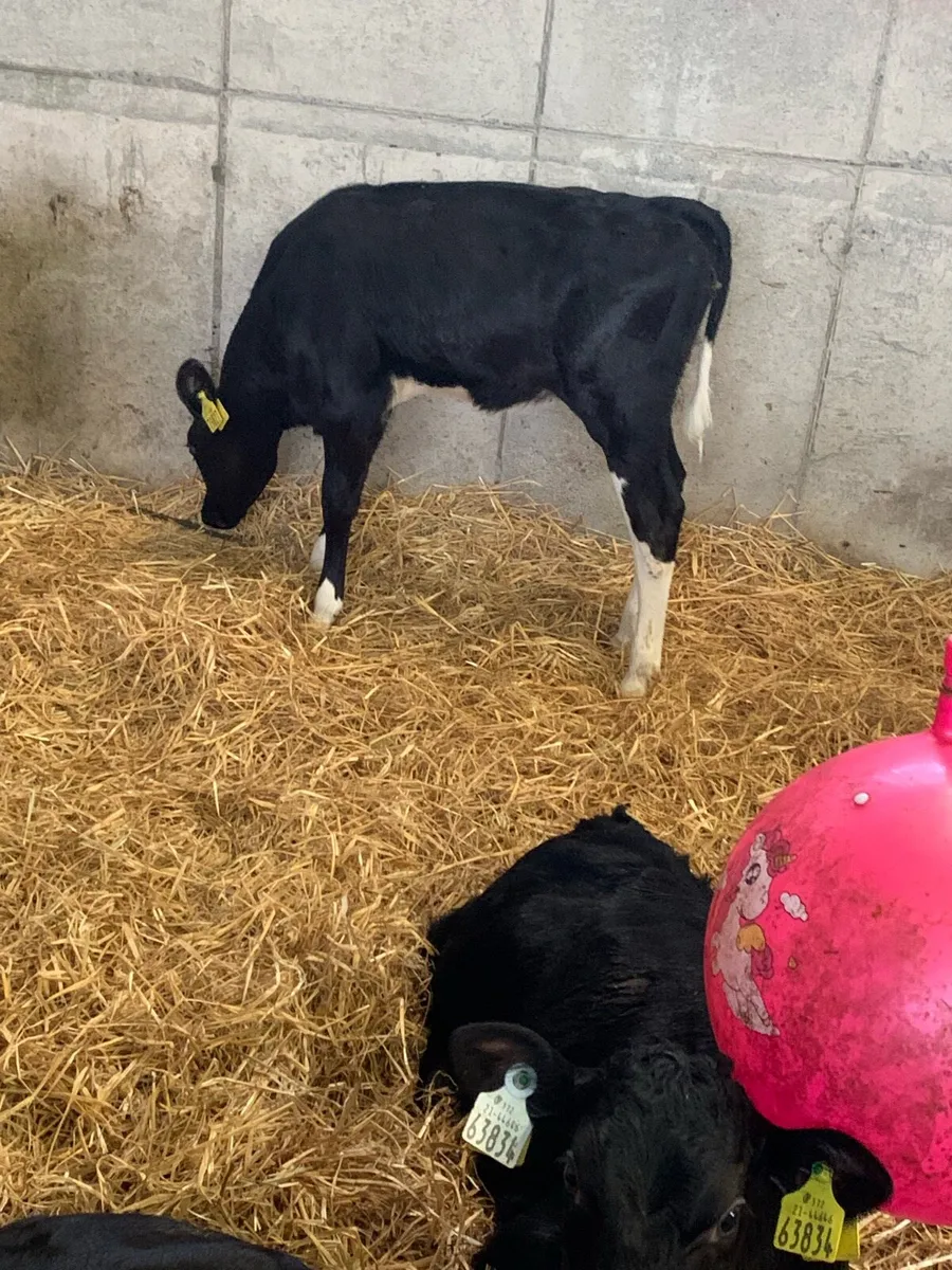 Dairy heifer calves - Image 4