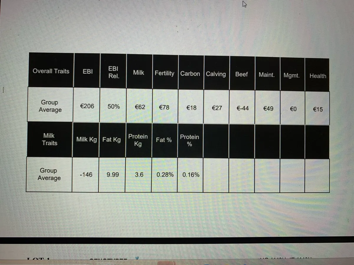 Dairy heifer calves - Image 1