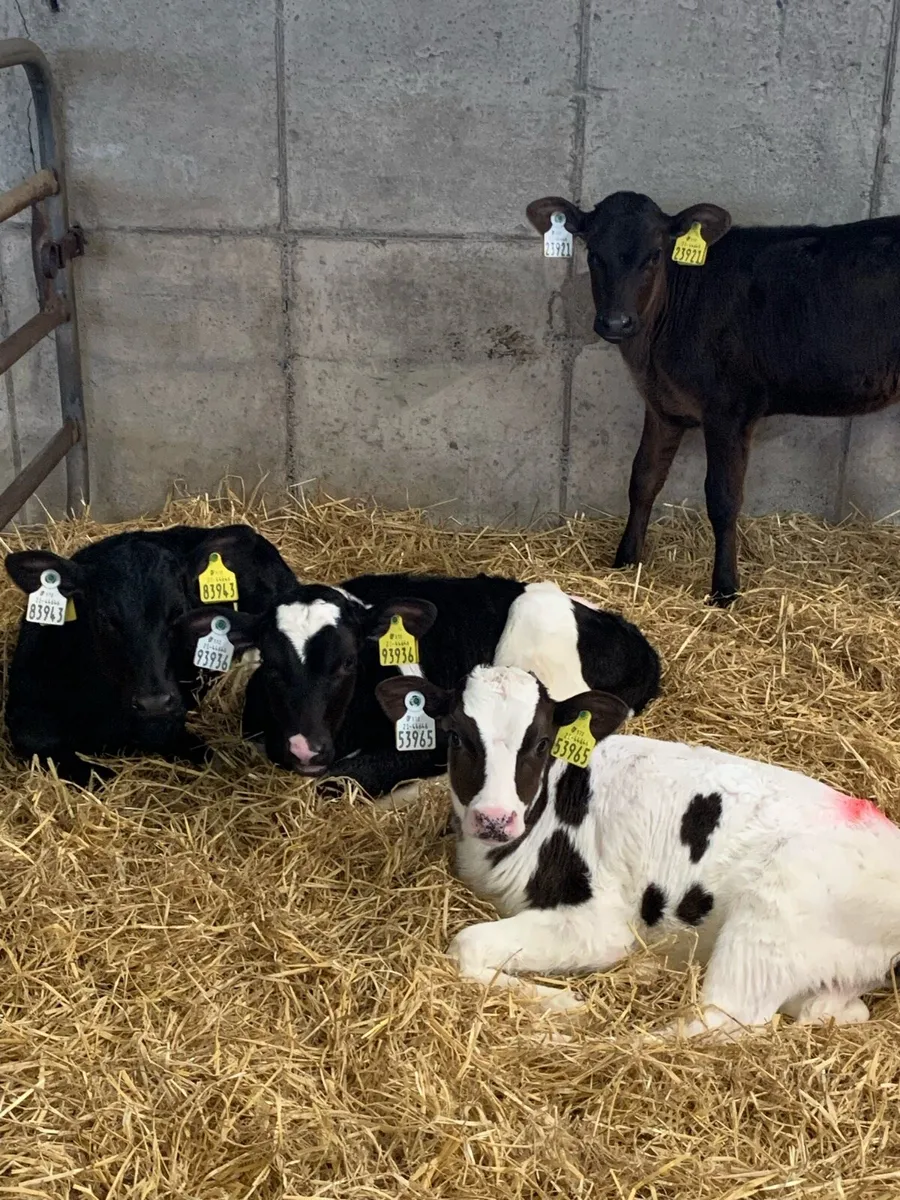 Dairy heifer calves - Image 2