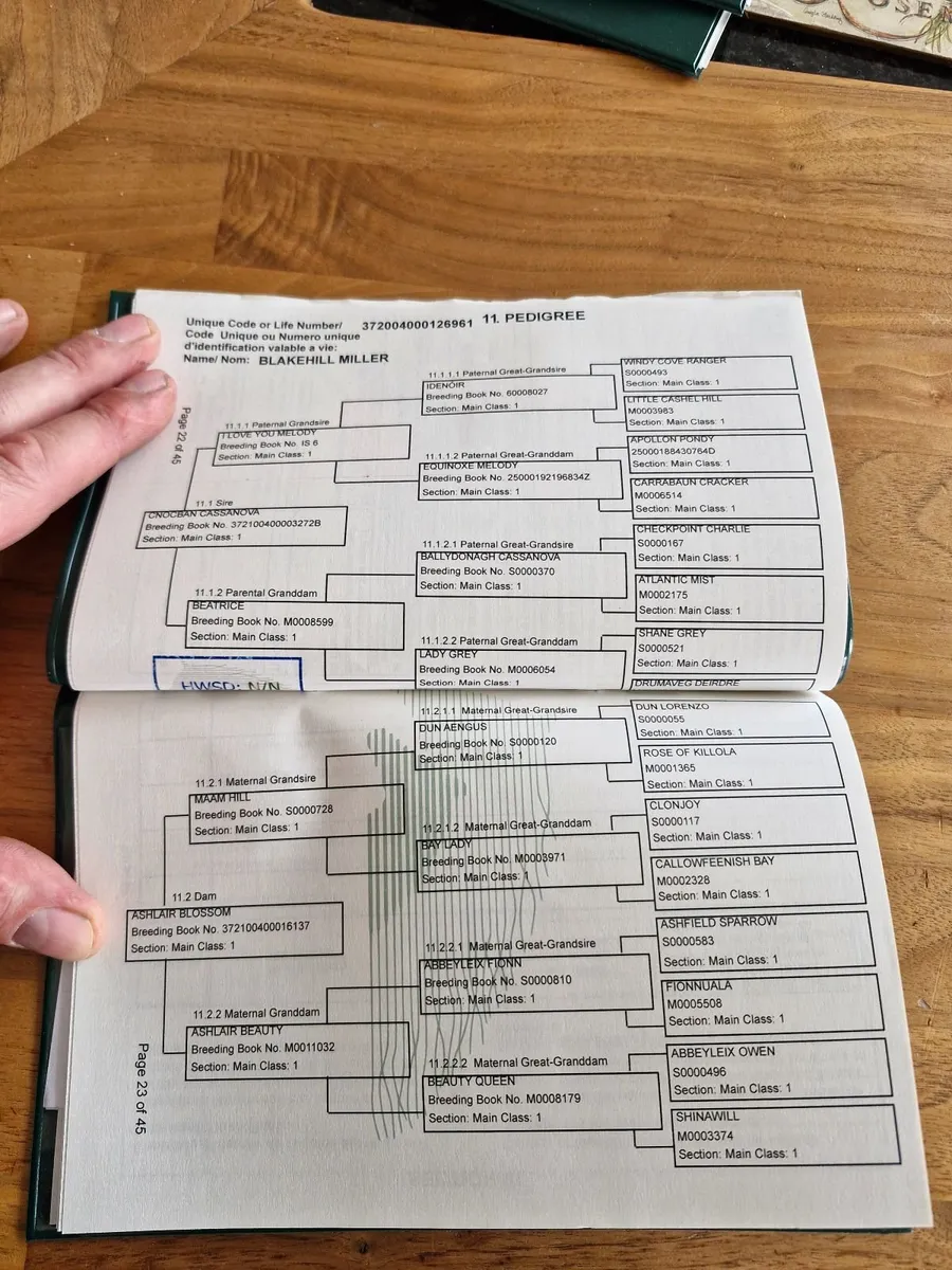 3  year old  gelding - Image 1