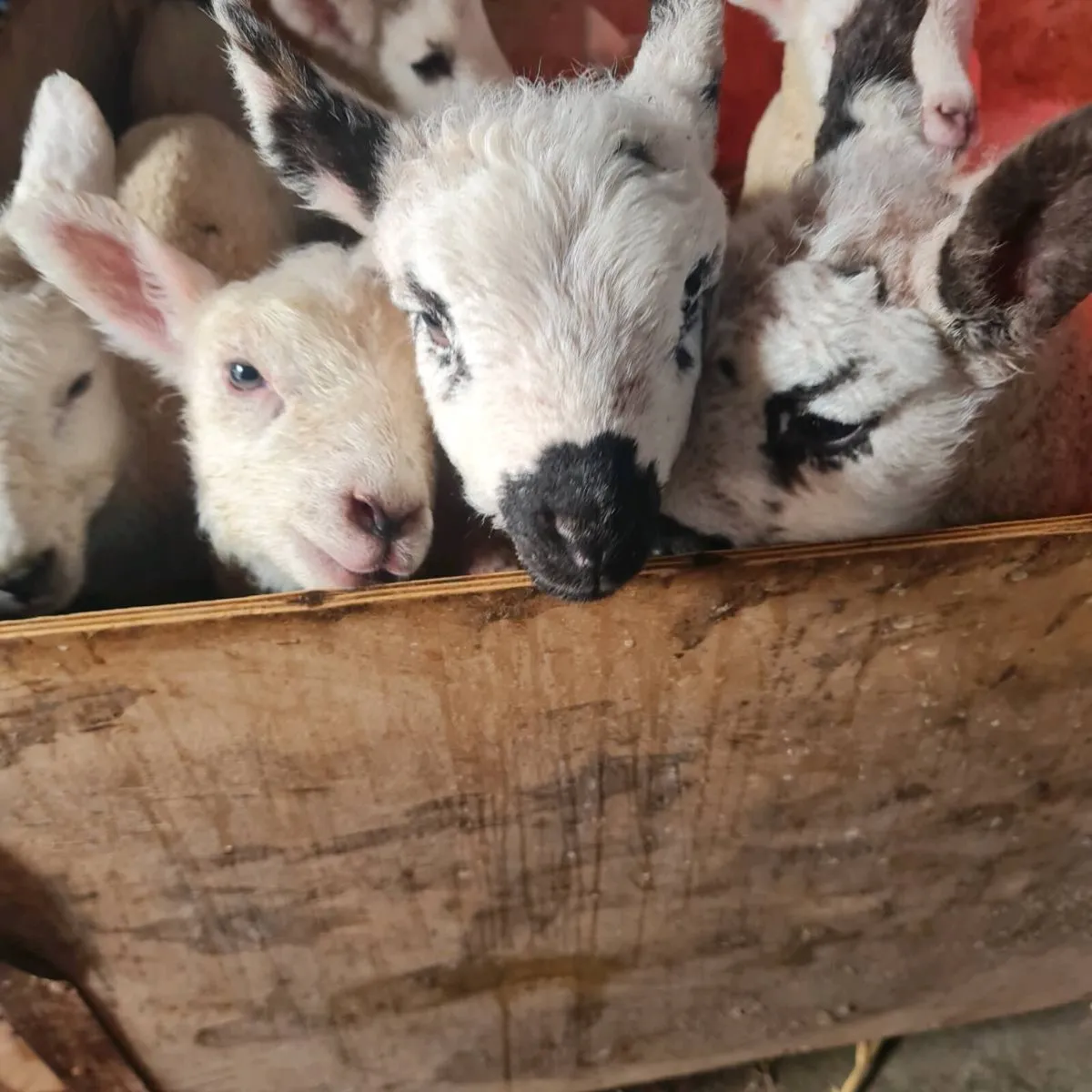 Foster/Pet Lambs - Image 2