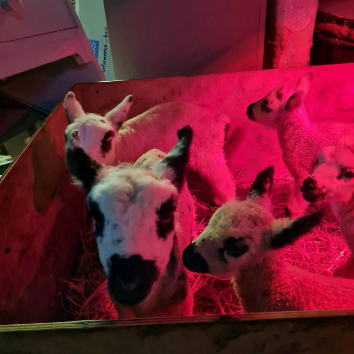 Foster/Pet Lambs - Image 3