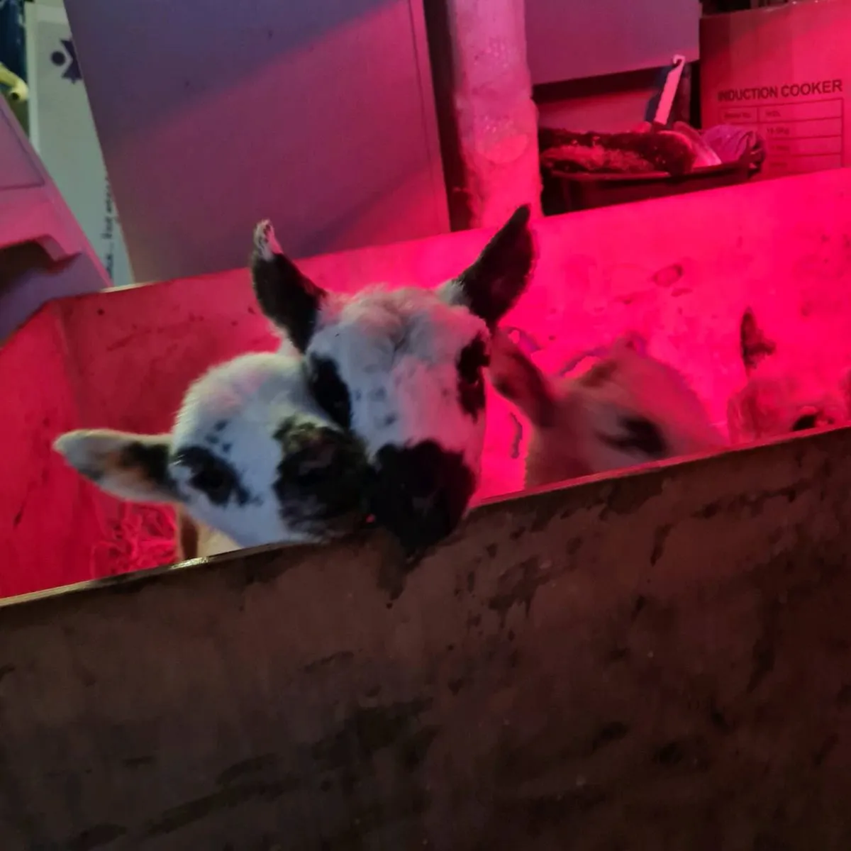 Foster/Pet Lambs - Image 1
