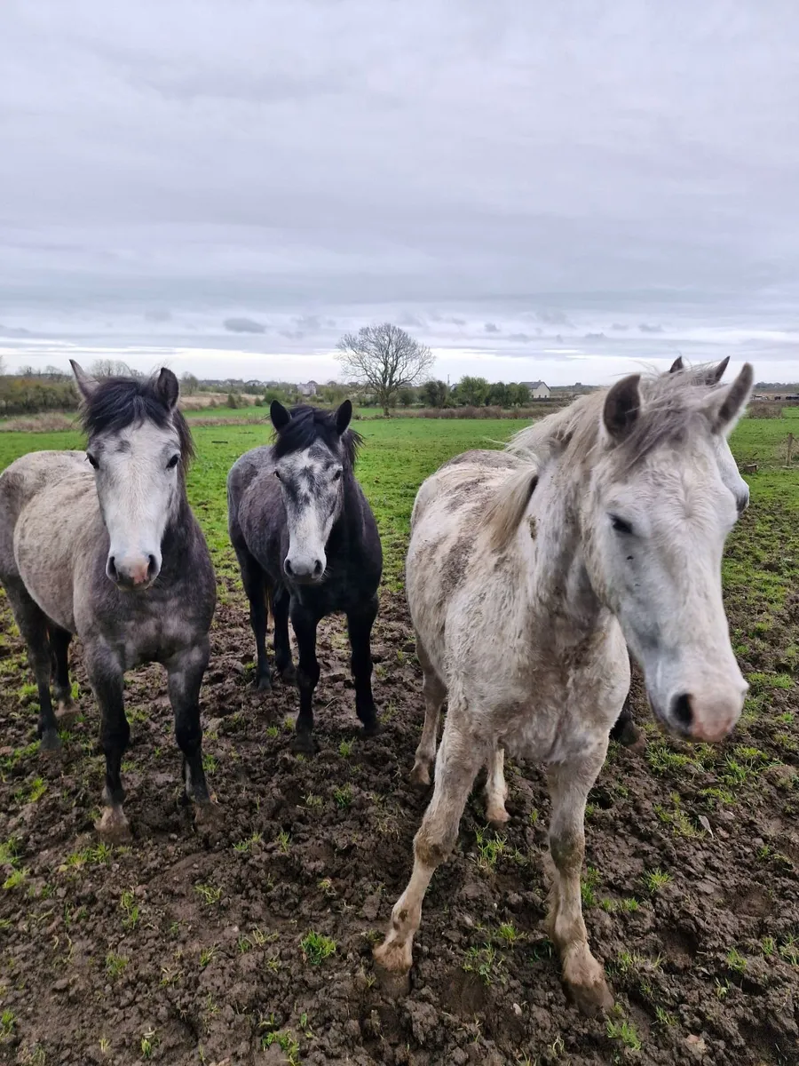 3  year old  gelding - Image 2