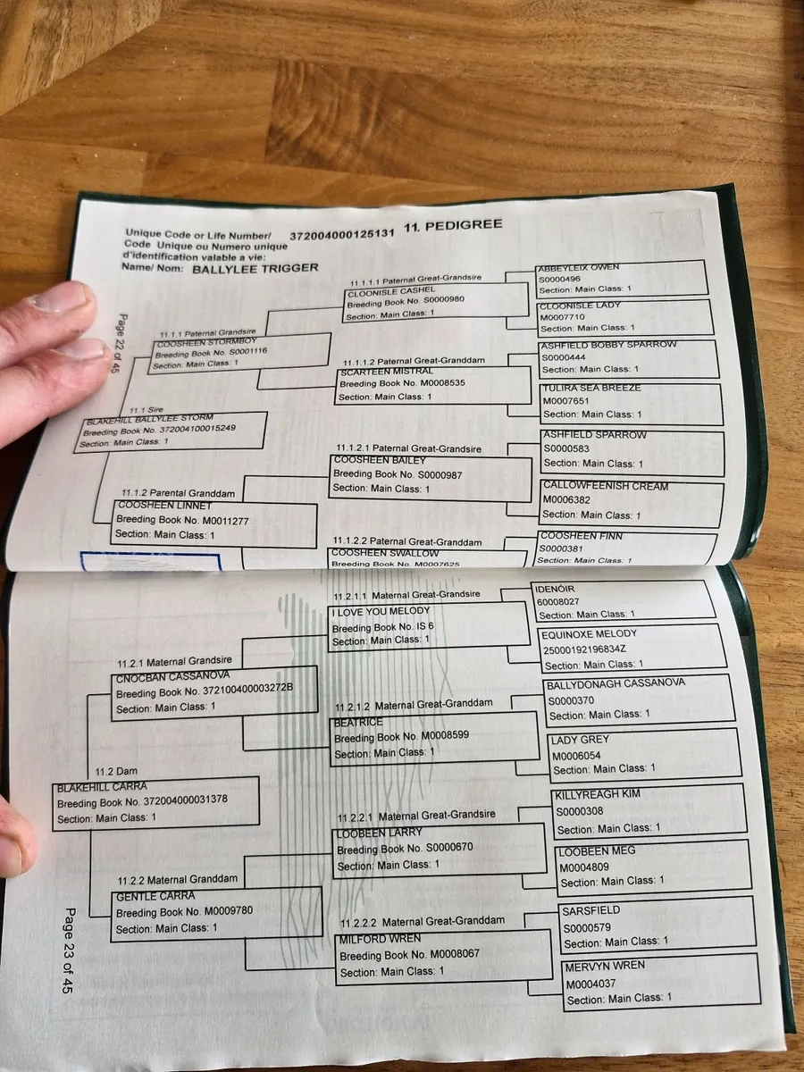 3  year old  gelding - Image 3