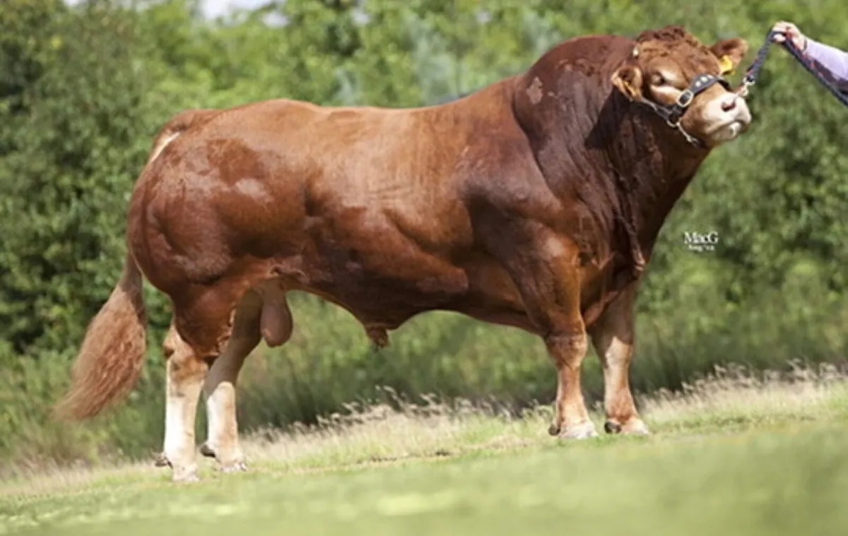 PBR Limousin Bull - Image 1