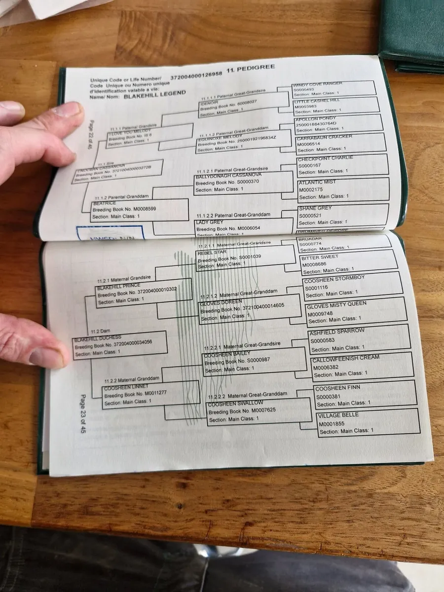 3  year old  gelding - Image 4