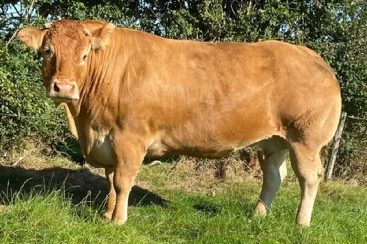 PBR Limousin Bull - Image 2