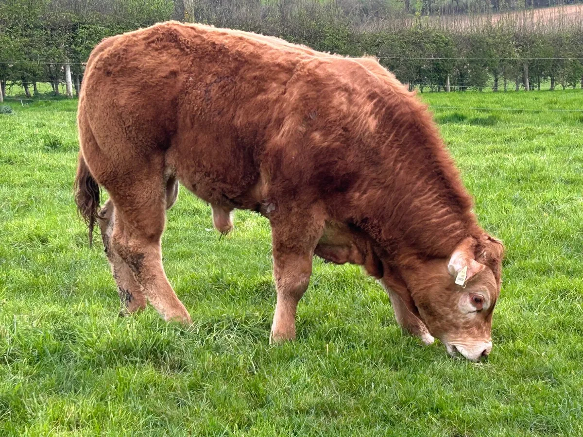 PBR Limousin Bull - Image 4