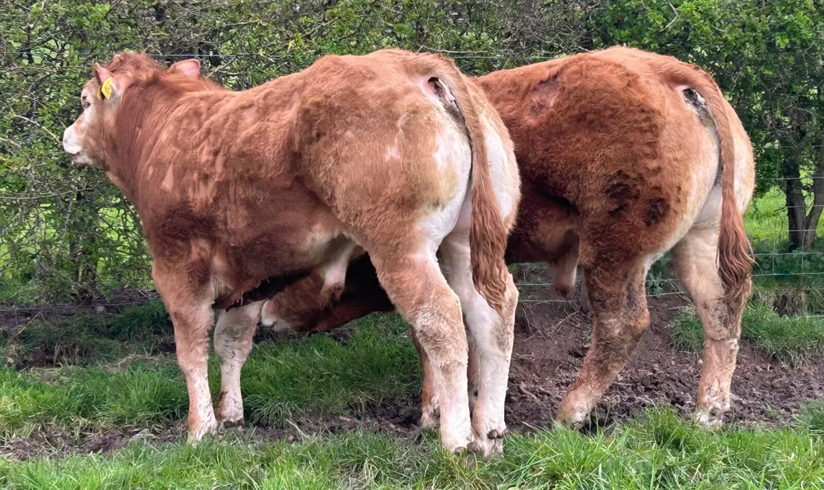 PBR Limousin Bull - Image 3