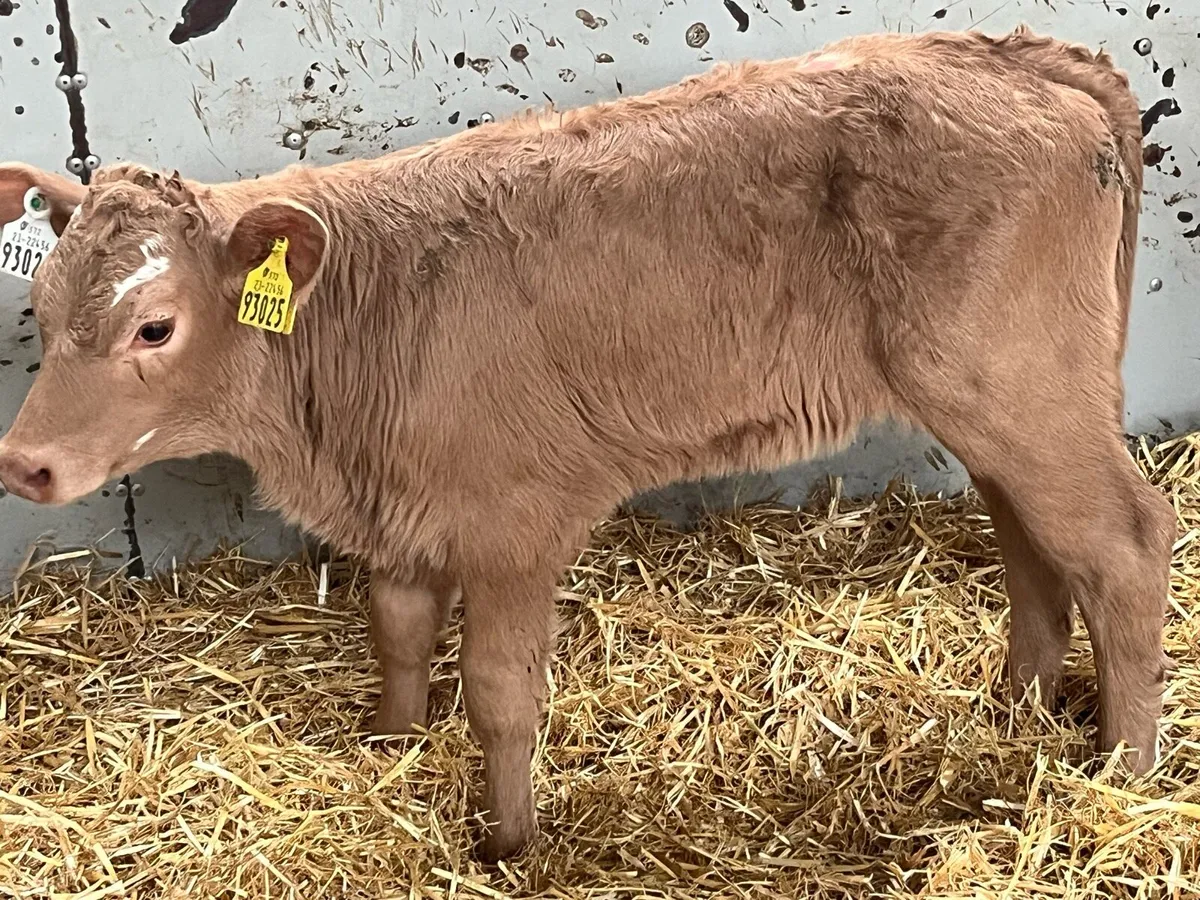 GOLDEN CH CALFS - Image 2